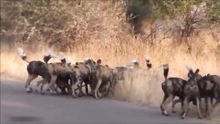 Hyena saved impala from wild dogs