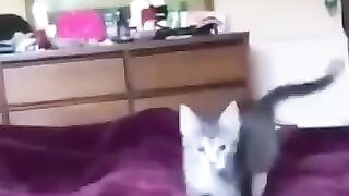 Funny cats episode 6