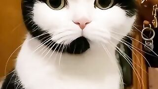 Funny cats episode 7