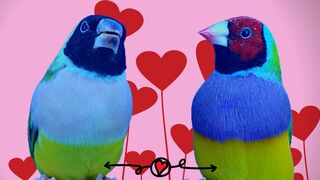 Beautiful Green Gouldian finch Pair In Bangladesh