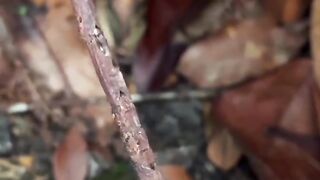 This insect behaves like a stick