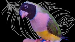 Black Head Light Purple breast Green Body Lady Gouldian Finch Male #oli&pets