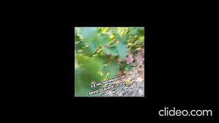 БЕРИТБАТА НА  ГРОЗДЕ  В БЕСАРАБИЯ ЗАПОЧНА