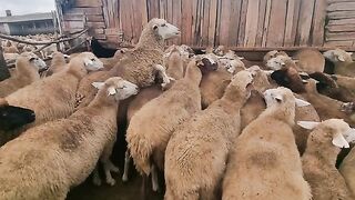 КАК СЕ ПРАВИ СИРЕНЕ В БЕСАРАБИЯ