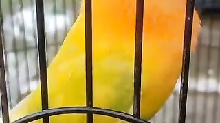 Burung lovebird gacor