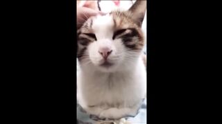 Funny Video Animals #3