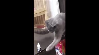 Funny Video Animals #2
