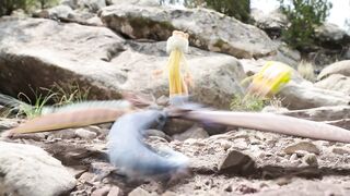 Rattlesnake RUMBLE! Saving Bikini Bottom