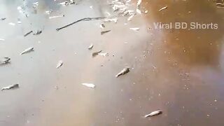Dhaka...Fish