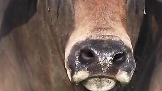 Earing free video