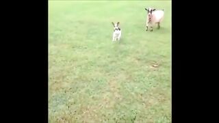 Funny animals compilation =).