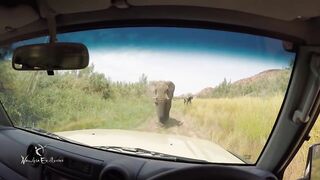 Very curious elephant in Damaraland, Namibia!.