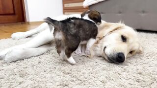 Adorable Puppy Loves Golden Retriever! [Cuteness Overload].