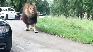 Video of the lion from the front.????????