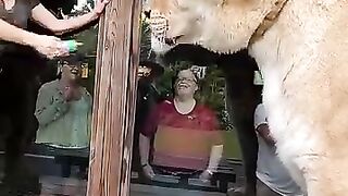 The worlds largest cat. Guinness, book of world records three times.  Liger MyrtleBeachSafari