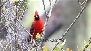 25 Iconic Bird Sounds. 25 Iconic Bird Sounds2024
