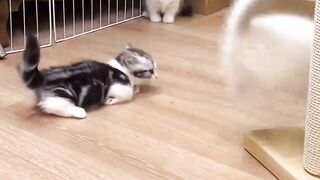 Cat lovers must watch. Cute and adorable kittens playing happily with their siblings