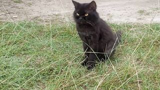 Black cat 5