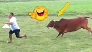 Best Funny Videos Compilation