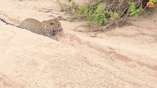 Innocent Baby Bird Walks up to Leopard - Crazy Ending. Innocent Baby Bird Walks up to Leopard.2024