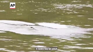 Dolphin spotted in London's River Thames.