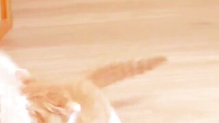 SO AWESOME!!!cute kitten playing at home with his sibling