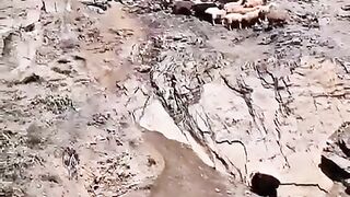 Chinese man scares sheep as he falls past them