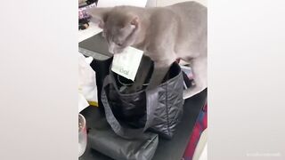 FUNNY CATS make you will remember and LAUGH all day!