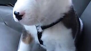 Baby dog funny video