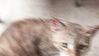 My cat beautiful voice