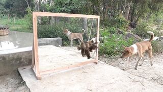 funny videos 437