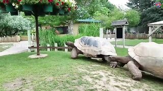 Galapagos Giant Tortoise and Aldabra Giant Tortoise.