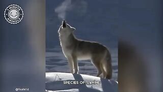 Coyote - In 1 Minute! ???? A Wild Dog You Didn't Know Existed _ 1 Minute Animals.
