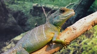 Dolby Vision Ultra hd 12K HDR 120FPS.