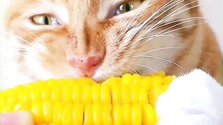 IT TURNS OUT!!! Orange cats love to eat sweet corn