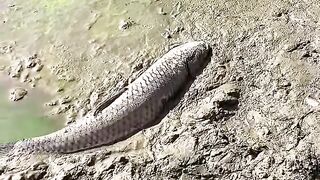 wonderful video 2
