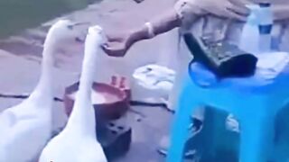 Zahir  - আমাদের প্রবাসীদের জন্য কিছুই রাখলি ভাই তোরা????????(HD)