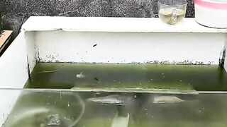 The big fish tank I haven't seen for a long time