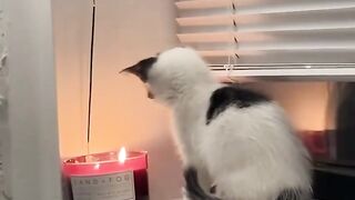 Cats with a menacing stare