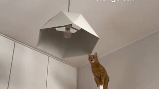 Unexplained cat behavior ????