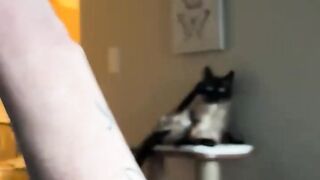 Funny Cats _ Dogs created to give positivity