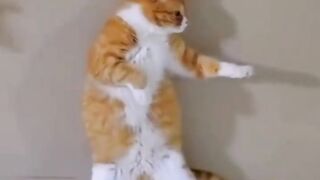 Cats Do the Funniest Things_ ???? TRY NOT TO LAUGH_