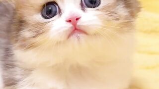 VERY CUTE!!! This cat is asking for food because it is very hungry