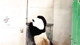 panda adventure