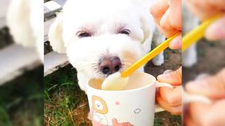 Funny Animals Compilation 2024 ???????? ????