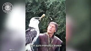 Bearded Vulture ???? The Bone-Eating Bird!.