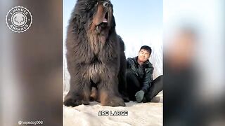 Tibetan Mastiff ???? The Fluffiest Giant Dog Breed _ 1Minute Animals.