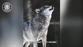 Grey Wolf ???? The Most Misunderstood Creature Of The Wild - 1 Minute Animals.