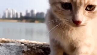 Kitten meowing to attract cats! Cat video ! Cat sound ! Cat Voice #Catvideo