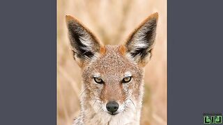 jackal.